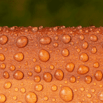 Roxil Wood Protection Cream (3 L) Up Close Water Beads - Toner Dampproofing Supplies Ltd
