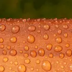 Roxil Wood Protection Cream (3 L) Up Close Water Beads - Toner Dampproofing Supplies Ltd