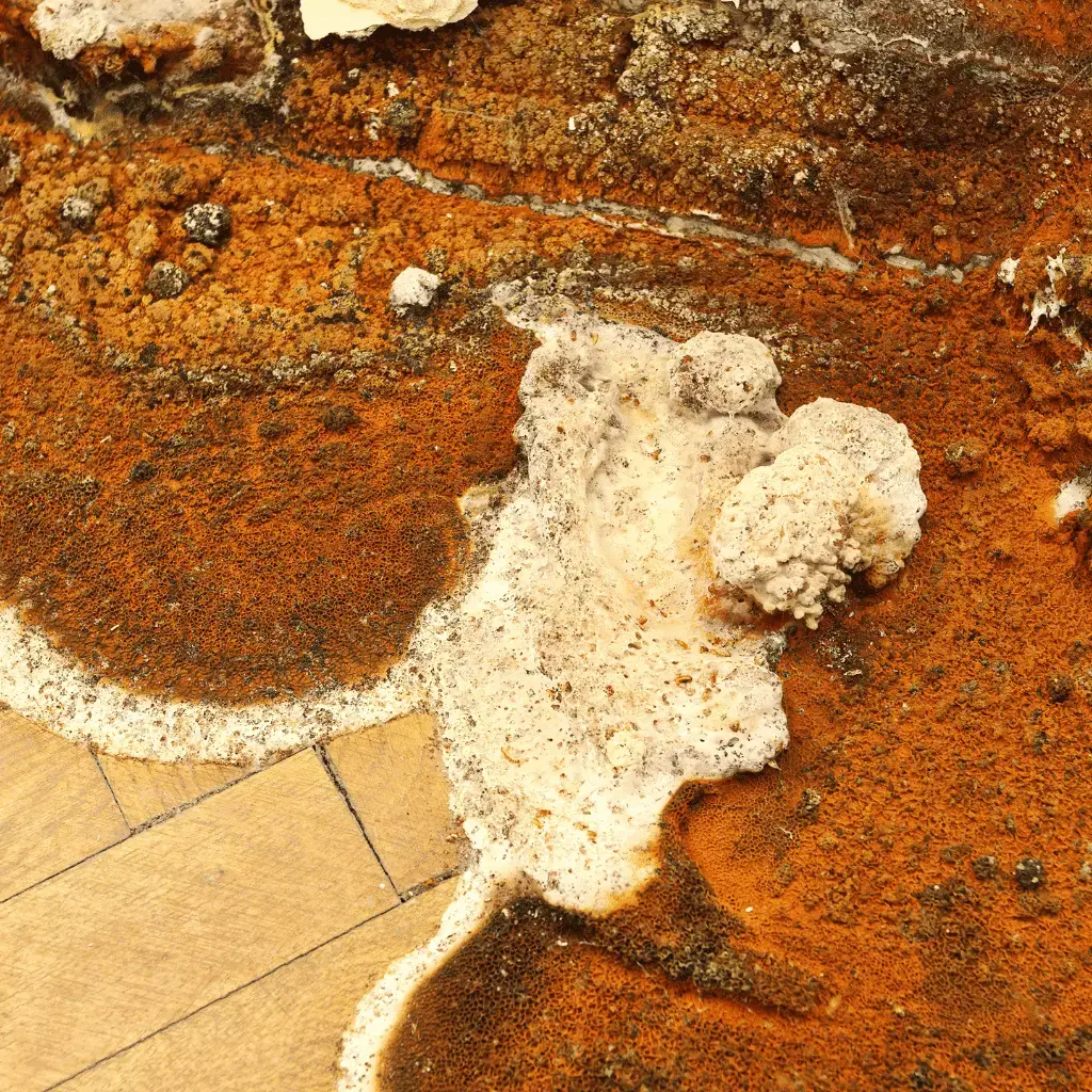 Dry Rot On Wooden Floor – Toner Dampproofing Supplies Ltd (Ireland)