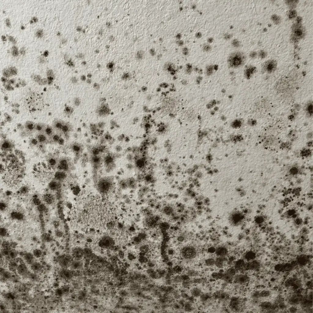 Mould Germination On Damp Wall – Toner Dampproofing Supplies Ltd (Ireland)