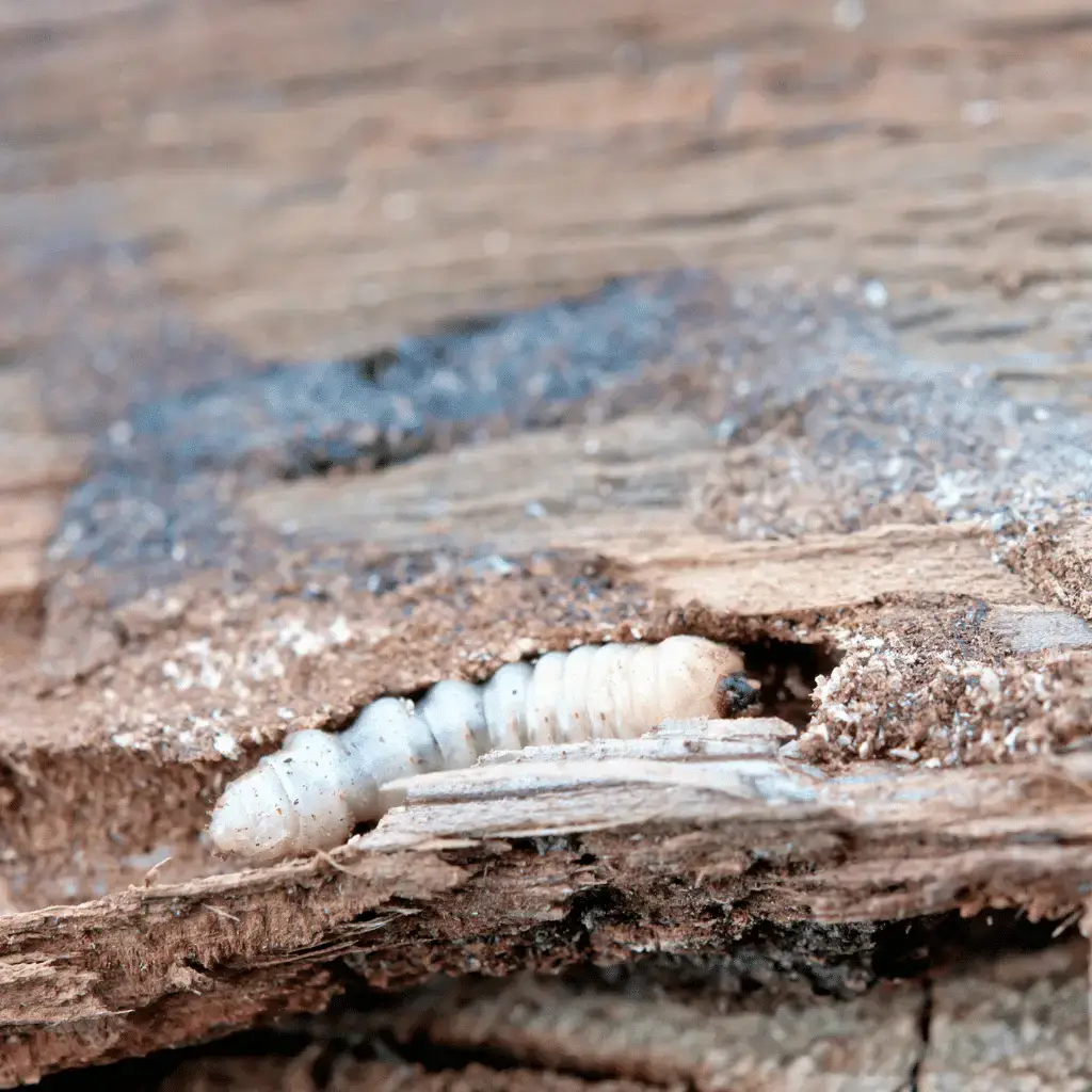 Woodworm Beetle Eating Timber – Toner Dampproofing Supplies Ltd (Ireland)